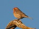 House Finch (Carpodacus mexicanus)