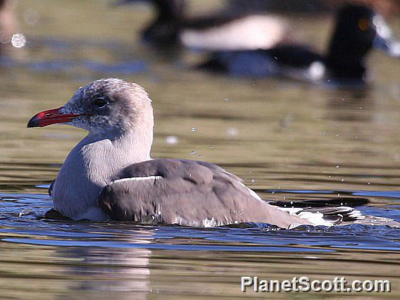 Heermann's Gull (Larus heermanni)