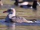 Heermanns Gull (Larus heermanni) 