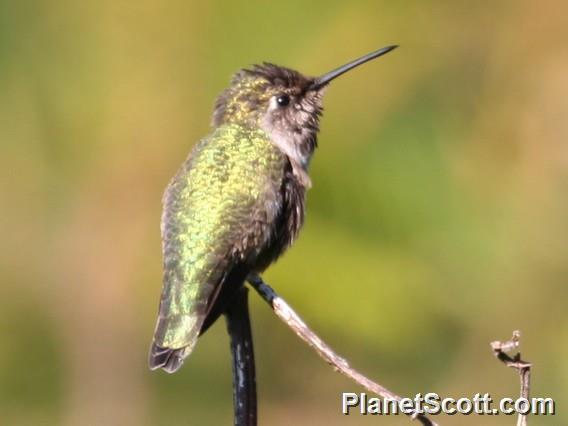 Anna's Hummingbird (Calypte anna)