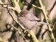 Bushtit (Psaltriparus minimus) 