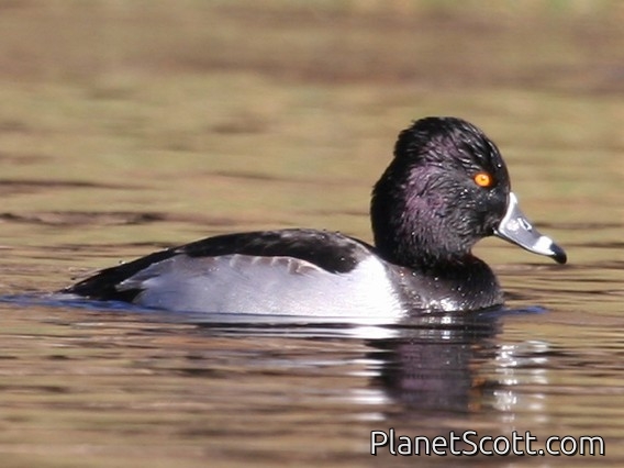 Ring-necked Duck (Aythya collaris) male