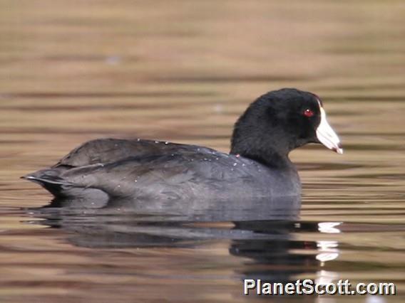 American Coot (Fulica americana)