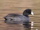 American Coot (Fulica americana) 