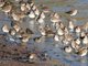 Least Sandpiper (Calidris minutilla)