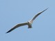 California Gull (Larus californicus) 