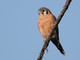 American Kestrel (Falco sparverius) male