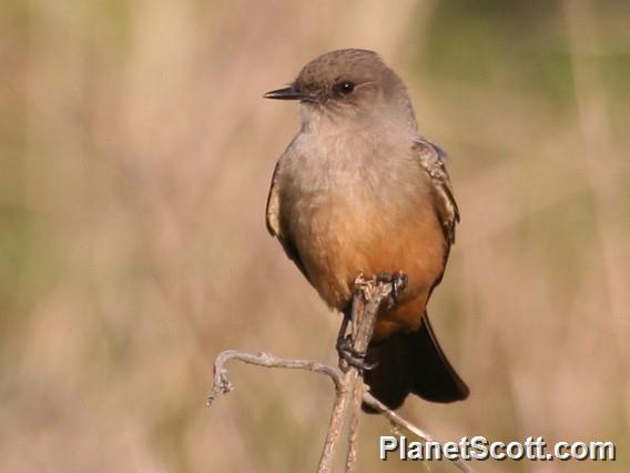 Say's Phoebe (Sayornis saya)