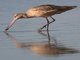 Marbled Godwit (Limosa fedoa)