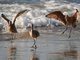Marbled Godwit (Limosa fedoa)