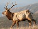 elk (Cervus canadensis) Tule Male