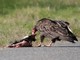 Turkey Vulture (Cathartes aura) 