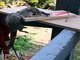 Black Rat (Rattus rattus)