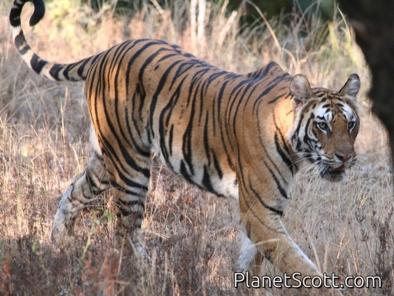 Images for Mammals