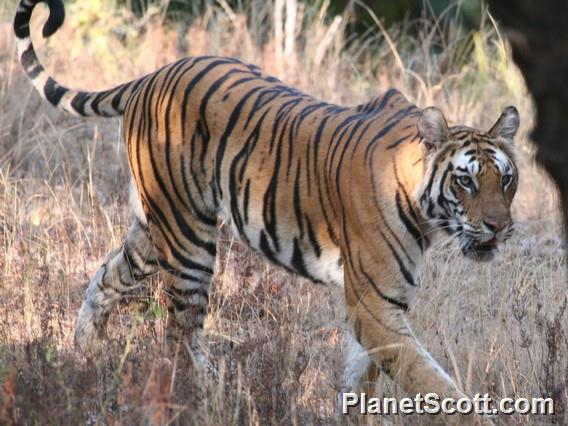 Tiger (Panthera tigris)