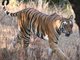 tiger (Panthera tigris)