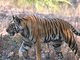 tiger (Panthera tigris)