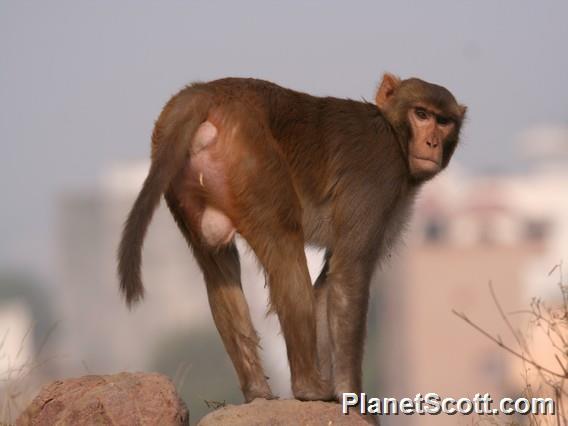 Rhesus Macaque (Macaca mulatta)