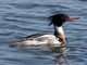 Red-breasted Merganser (Mergus serrator) Male