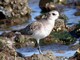 Black-bellied Plover (Pluvialis squatarola) Juvenile 