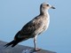 Western Gull (Larus occidentalis) 1st Winter