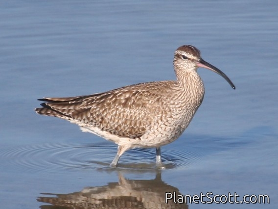 Hudsonian Whimbrel (Numenius hudsonicus)