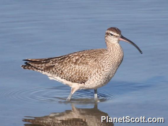 Whimbrel (Numenius phaeopus)