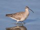 Whimbrel (Numenius phaeopus) 