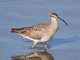 Whimbrel (Numenius phaeopus)
