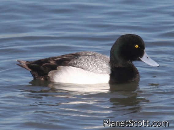 Greater Scaup (Aythya marila) Male