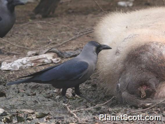 House Crow (Corvus splendens)