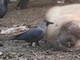 House Crow (Corvus splendens) 