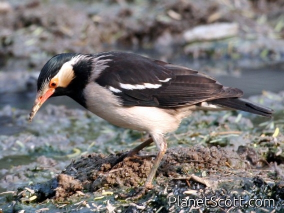 Indian Pied Starling (Gracupica contra)