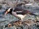 Asian Pied Starling (Sturnus contra) 