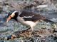 Indian Pied Starling (Gracupica contra)