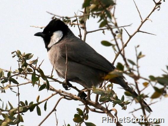 White-eared Bulbul (Pycnonotus leucotis)