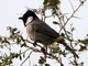 White-eared Bulbul (Pycnonotus leucotis) 