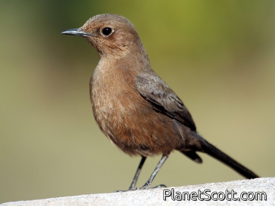 Brown Rock Chat (Oenanthe fusca)