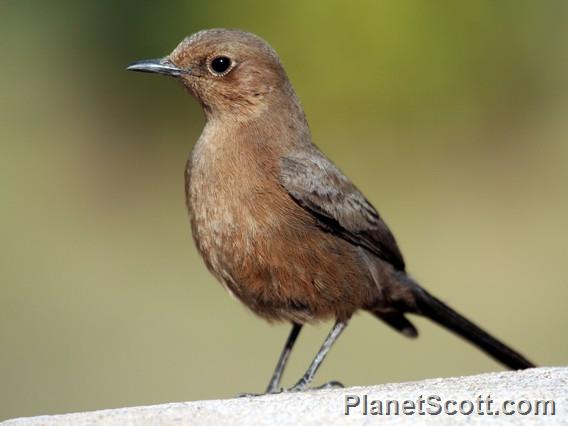 Indian Chat (Oenanthe fusca)