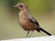Indian Chat (Cercomela fusca)