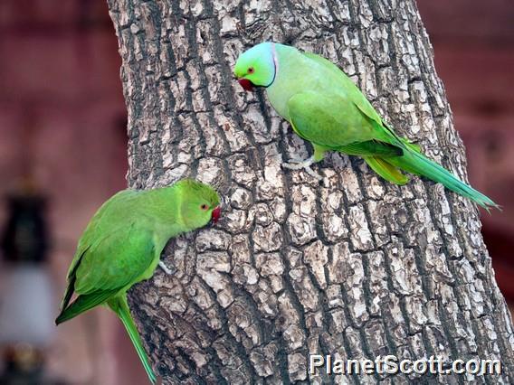 Rose-ringed Parakeet (Psittacula krameri)