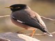 Common Myna (Acridotheres tristis) 