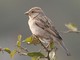 House Sparrow (Passer domesticus) Female