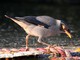 Bank Myna (Acridotheres ginginianus) 