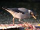Bank Myna (Acridotheres ginginianus)