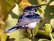 Purple Sunbird (Nectarinia asiatica) 