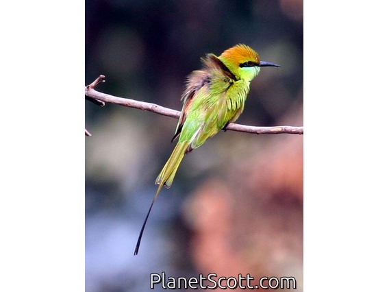 Asian Green Bee-eater (Merops orientalis)