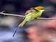 Asian Green Bee-eater (Merops orientalis)
