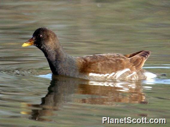 Eurasian Moorhen (Gallinula chloropus)