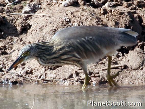 Indian Pond-Heron (Ardeola grayii)